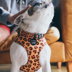 Spiced Honey Leopard Dog Collar