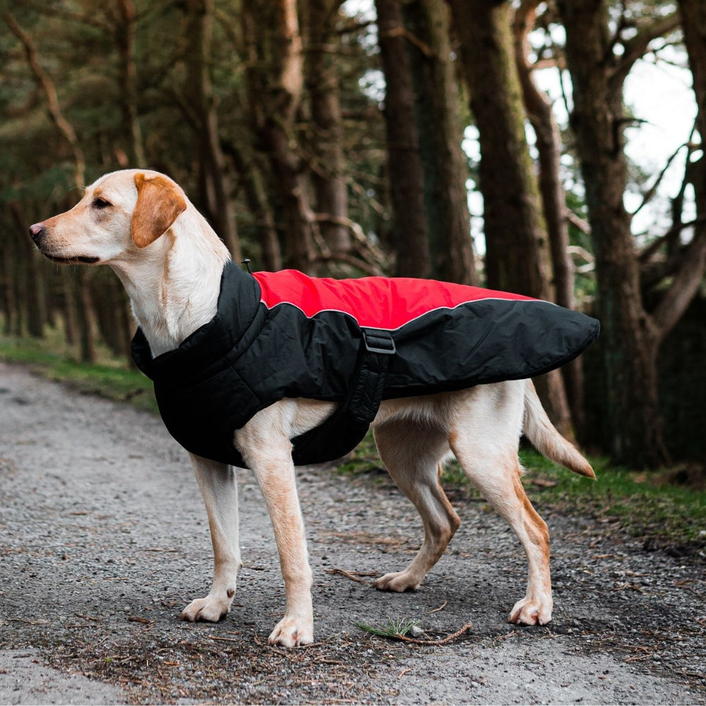 Sports Luxe Waterproof Dog Coat Black And Red by Danish Design