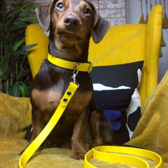 Sunflower Yellow Biothane Vegan Dog Lead
