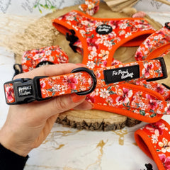 Sweet Marmalade Blossom Dog Collar With Optional Flower Accessory
