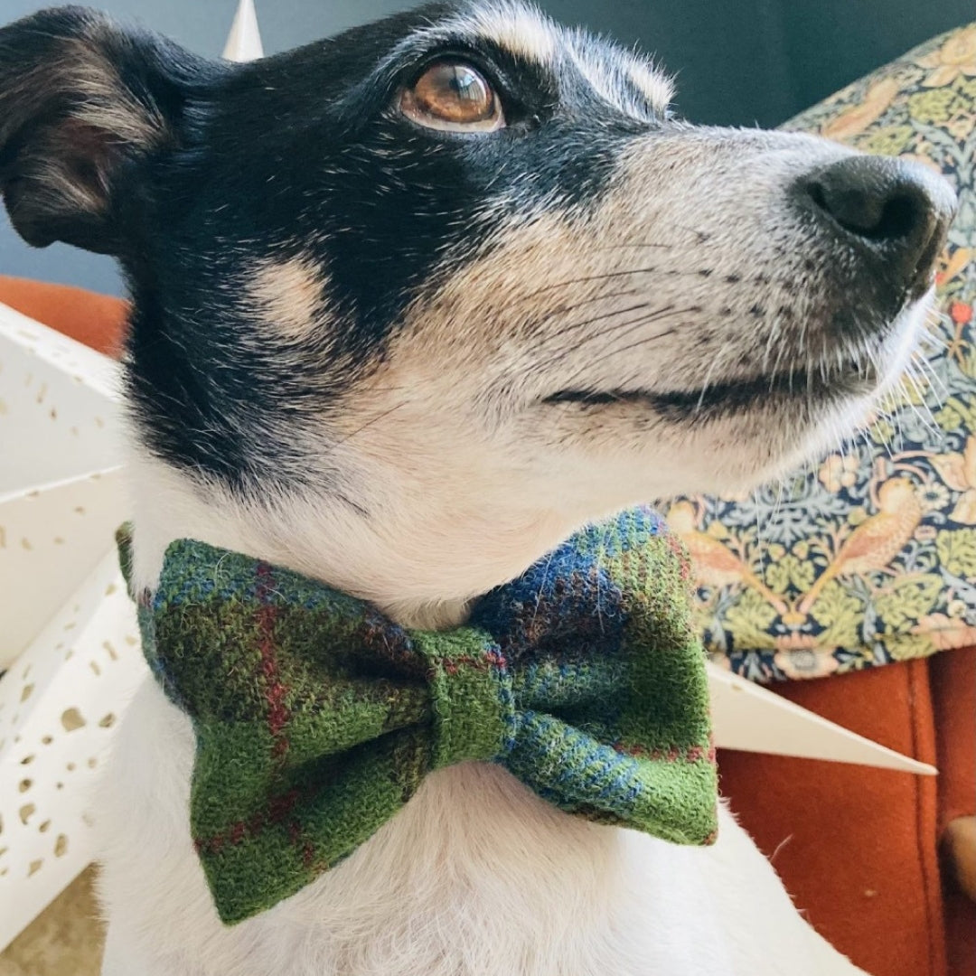 Teazel Harris Tweed Dog Collar With Detachable Bow Tie