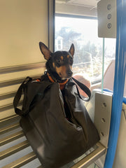 The Commuter Dog Carrier - 100% Waterproof