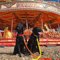 Waterproof biothane vegan dog collars