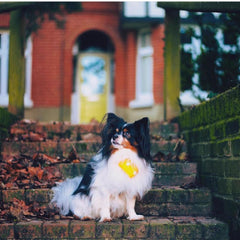Yellow Star Dog Bandana