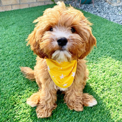 Yellow Star Dog Bandana