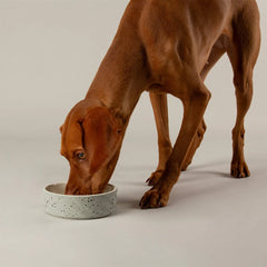 Zen 2 Piece Dog Bowl Food & Water Bowl Set - Grey