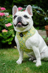 Zesty Butter Meadows Floral Dog Harness