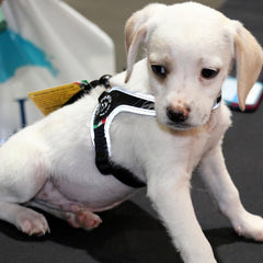 Tre Ponti Easy Fit Liberta Black Harness with No Escape Adjustable Closure