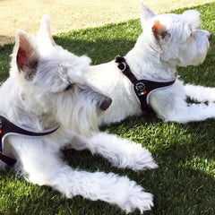 Tre Ponti Easy Fit Black Harness with Adjustable Girth