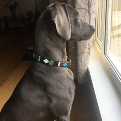 Luxury Masai Beaded Leather Dog Collars In Sky