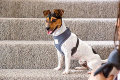 FuzzYard Life Cotton Harness - Slate Grey