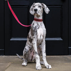 Blakeney Canvas Leather Collar - Fuchsia