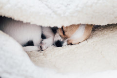Bowl and Bone Dreamy Mint Dog Bed