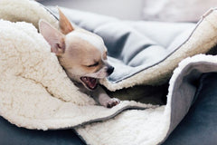 Bowl and Bone Dreamy Silver Dog Bed