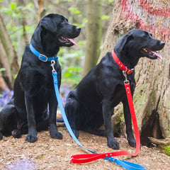 Bright Biothane Vegan Leather Dog Leads | Creature Clothes