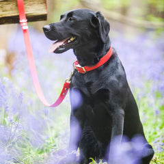 Bright Biothane Vegan Leather Dog Leads | Creature Clothes