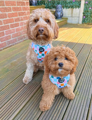 Chunky Check Dog Harness