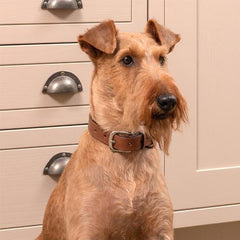 Tan Full Leather Dog Collar