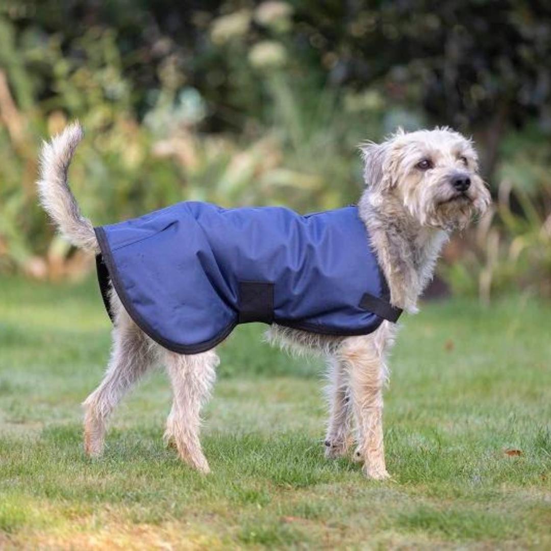 Chelsea dog coat clearance