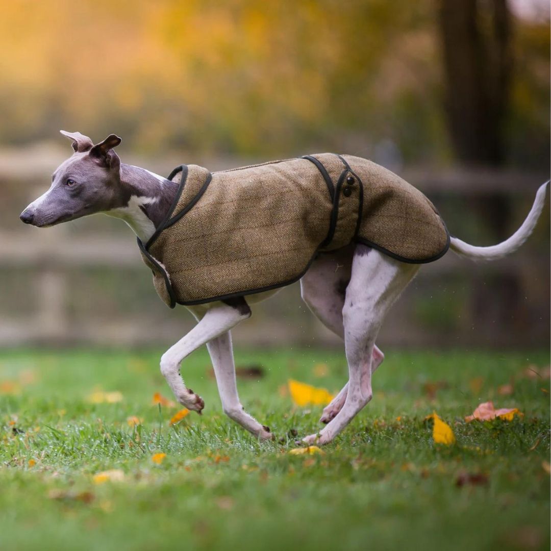 Country and Twee Green Tweed Whippet Coat | Whippet Dog Coats