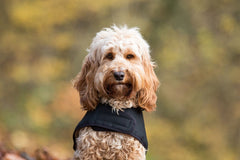 Country and Twee Waterproof Black Dog Coat