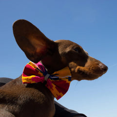 Hiro And Wolf Dakar Dog Bow Tie