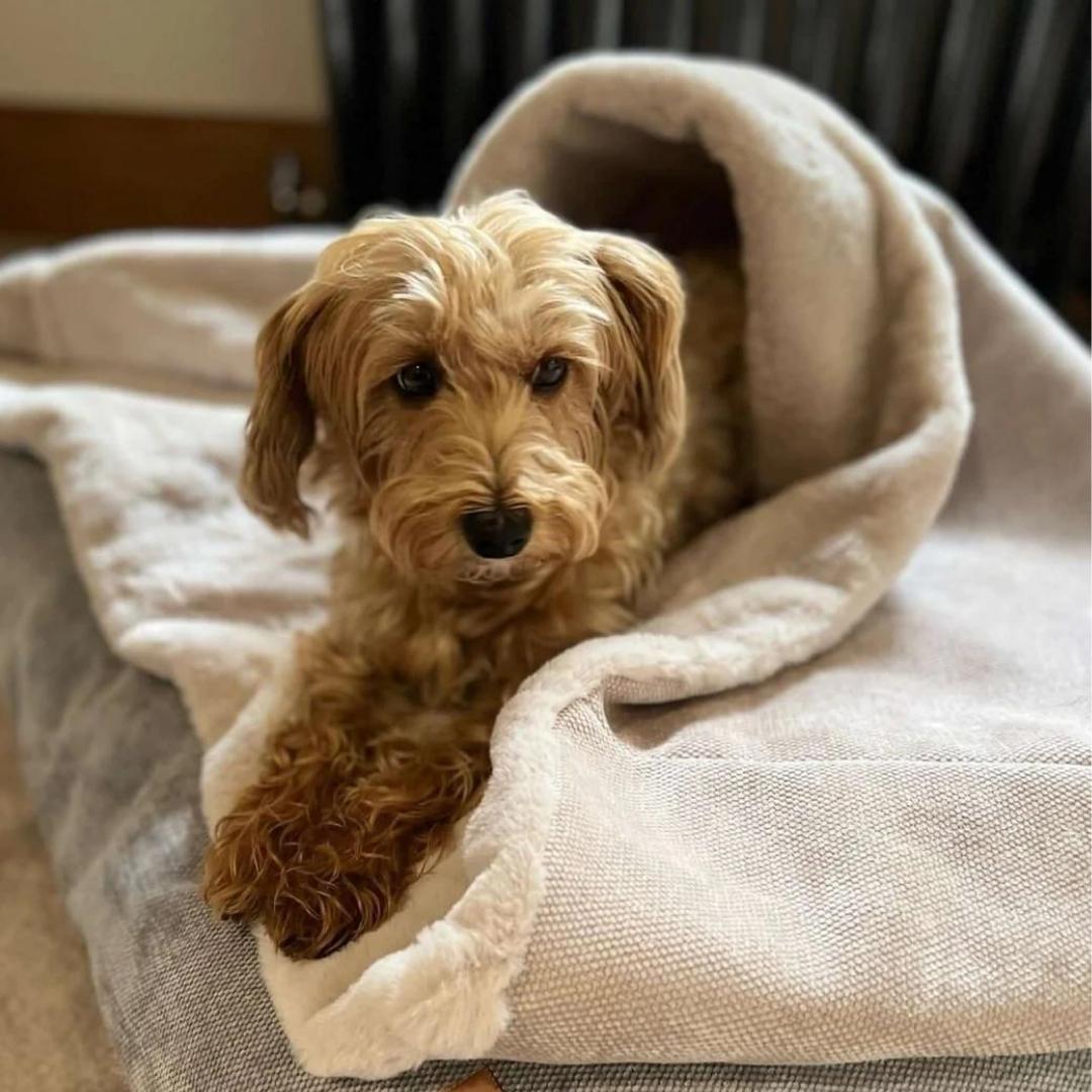 Dog Snuggle Sack in Natural Miaboo British Made Dog Beds Chelsea Dogs