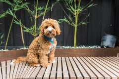 FuzzYard Life Corduroy Harness - French Blue