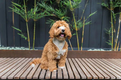 FuzzYard Life Corduroy Harness - Sandstone