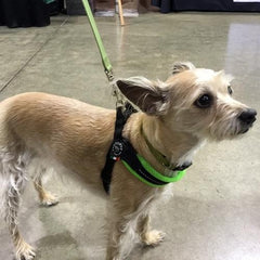 Tre Ponte Easy Fit Fluo Green Mesh Dog Harness with Adjustable Girth