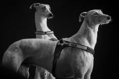 Tre Ponti Forza Anti-Pull Black Dog Harness