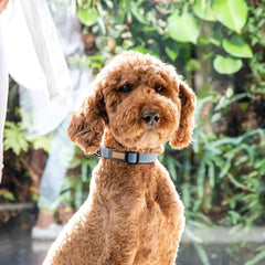 FuzzYard Life Dog Collar In French Blue