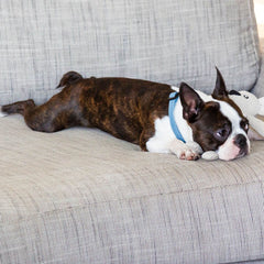 FuzzYard Life Dog Collar In French Blue