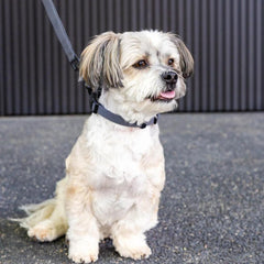 FuzzYard Life Dog Collar In Slate Grey