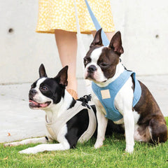 FuzzYard Life Step-In Dog Harness In French Blue