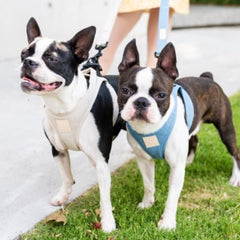 FuzzYard Life Step-In Dog Harness In Sandstone