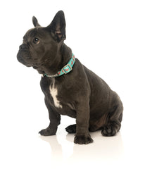 FuzzYard Summer Punch Watermelon Dog Collar