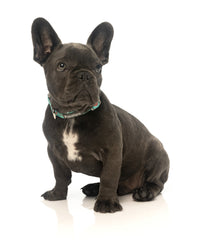 FuzzYard Summer Punch Watermelon Dog Collar