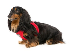 FuzzYard Rebel - Step in Dog Harness Red
