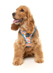 FuzzYard Fresh Zest Step in Dog Harness