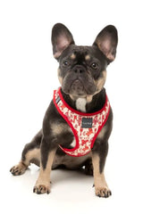 FuzzYard Meat Heads Step in Dog Harness