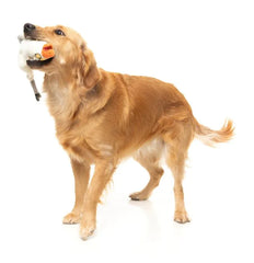 See-ya Seagull - The Yeetz - Dog Toy by FuzzYard