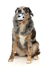 Run Along Raccoon - The Yeetz - Dog Toy by FuzzYard