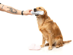 Fetch My Slippers & Paper 2 Pack Dog Toys