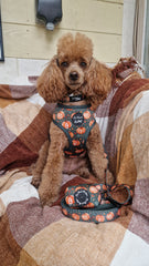 Harvest Pumpkin Patch Dog Harness Set