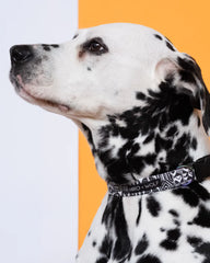 Bow Wow Haus Adjustable Dog Collar by Hiro & Wolf