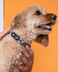 Bow Wow Haus Dog Collar by Hiro & Wolf