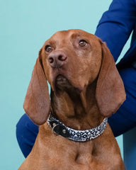 Bow Wow Haus Dog Collar by Hiro & Wolf