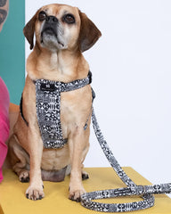 Bow Wow Haus Dog Harness by Hiro and Wolf