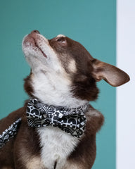 Bow Wow Haus Dog Bow Tie by Hiro And Wolf